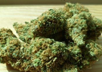 Izrael olakšava pristup medicinskom kanabisu