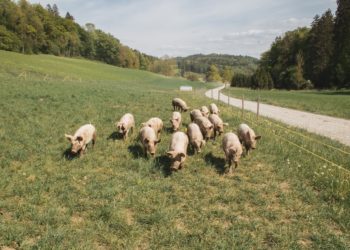 Nesreća u DonjemMiholjcu: Kamion sa 150 svinja sletio s ceste