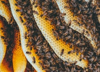 EU: Postignut dogovor o označavanju meda, voćnih sokova, džemova i mlijeka