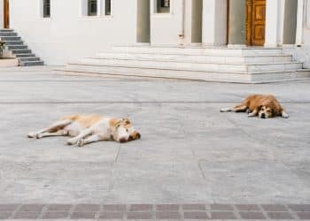 Jedenje psećeg mesa u Južnoj Koreji postaje stvar prošlosti, usvojen je novi zakon