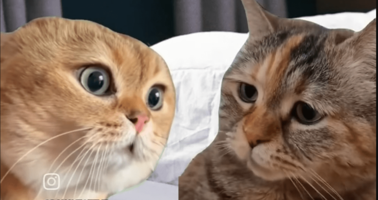 Mace koje pričaju postale pravi hit na društvenim mrežama