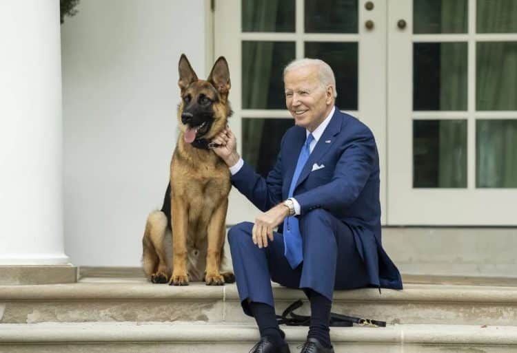 Bidenov pas ugrizao agente najmanje 24 puta