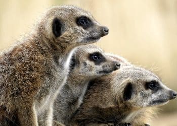 Izabrane maskote zimskih olimpijskih i paraolimpijskih igara 2026.