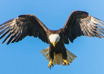 Ptice i kukci mogli bi pomoći kao zamjena za pesticide