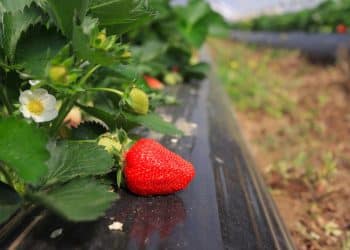 Započela velika berba Vrgoračkih jagoda