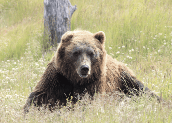 Medvjedi sve češće napadaju ljude