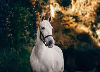 Veliki broj konja juri središtem Londona