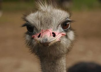 Pretjerivanje ili zašto tračevi moraju biti masni, nogometaši Svjetski prvaci, a trepavice XXL