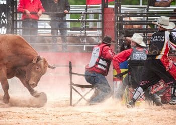 Sevilla: Djeca mlađa od 8 godina besplatno će gledati borbe s bikovima