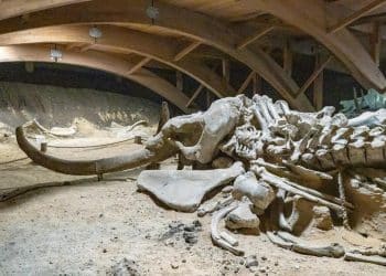Renovacija podruma otkrila mamutske kosti iz ledenog doba