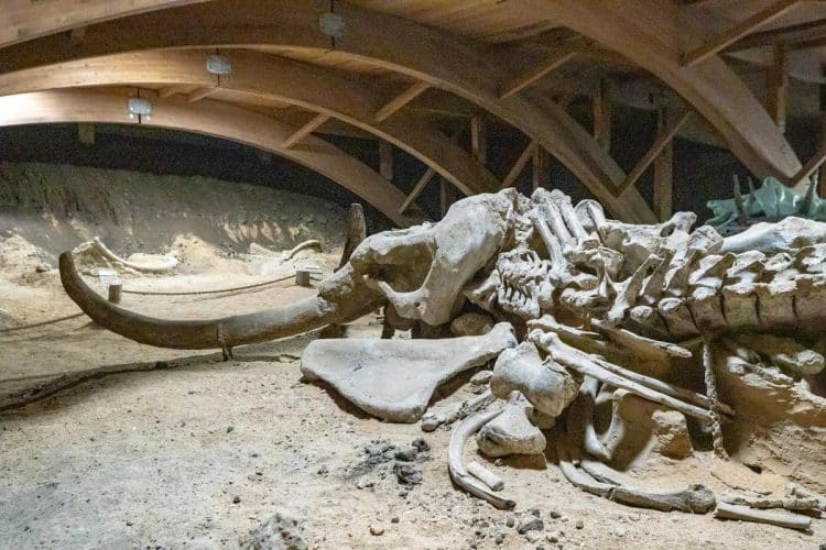 Renovacija podruma otkrila mamutske kosti iz ledenog doba