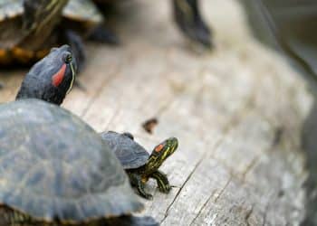 U zagrebačkom zološkom vrtu udomljene crvenouhe kornjače