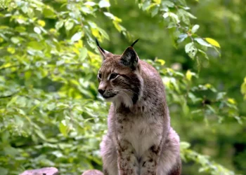 Hrvatska obilježava Dan zaštite prirode i Međunarodni dan biološke raznolikosti