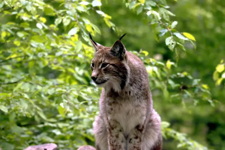 Hrvatska obilježava Dan zaštite prirode i Međunarodni dan biološke raznolikosti