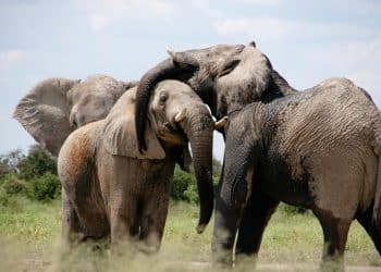 Slonovi komuniciraju jedni s drugima po imenima