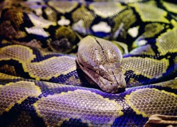 Rijetka partenogeneza – Brazilska duga boa iznenadila rođenjem 14 mladih zmija