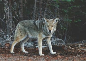 Ženu napala tri arktička vuka dok je trčala u safari parku blizu Pariza
