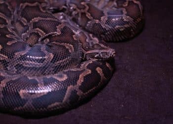 Petometarski piton usmrtio ženu: tragičan incident u Indoneziji