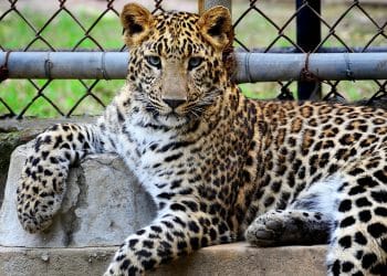 ‘Divlje ljeto’ očekuje sve mališane u ZOO-u Zagreb