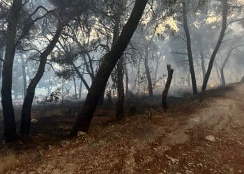 Ugašen požar blizu hotela Medena kod Trogira