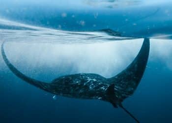 Ugrožena vrsta morskog psa viđena kod Zadra