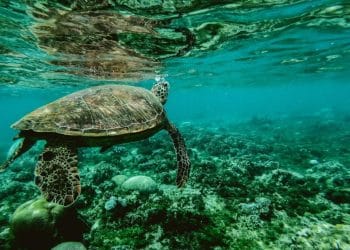 Znanstvenici bi puštali lužinu u oceane da otklone ugljični dioksid iz atmosfere – ekolozi i ribari se ne slažu!