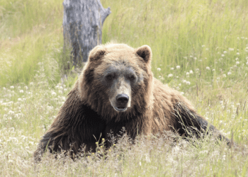 Mrki medvjed napao berača gljiva