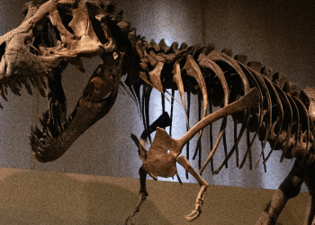 Kostur dinosaura prodan kao jedan od najskupljih u Francuskoj