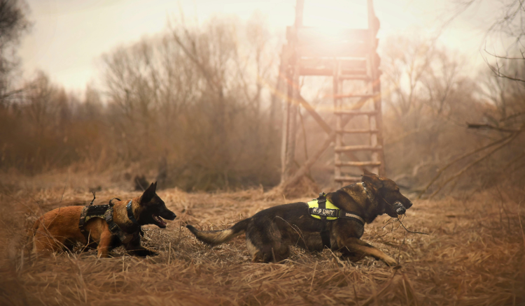 Sušene kosti i psi tragači: Znanstvenik donosi revolucionarnu ideju