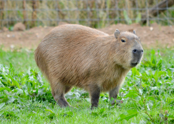 Policajac u Peruu se prerušio u kapibaru i uhitio dilera droge