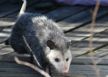 Oposum prebačen na rehabilitaciju nakon što je upao u kuću i pojeo cijelu čokoladnu tortu