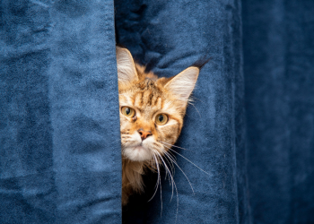 U Sisku na reviji više od 70 mačaka, uključujući nacionalnog šampiona