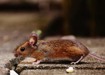 Kada miš padne u nesvijest, drugi mu priđe i pruži prvu pomoć!