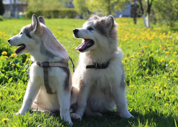 Oteo dva mala psa, pa tražio otkupninu – na kraju uhićen