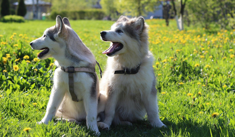 Oteo dva mala psa, pa tražio otkupninu – na kraju uhićen