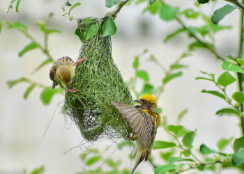 Ptice su se snašle: Koriste plastiku kako bi ojačale gnijezdo
