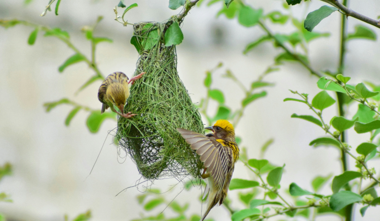 Ptice su se snašle: Koriste plastiku kako bi ojačale gnijezdo