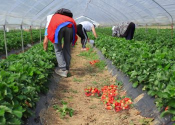 Počela berba vrgoračkih jagoda, očekuje se 500 tona
