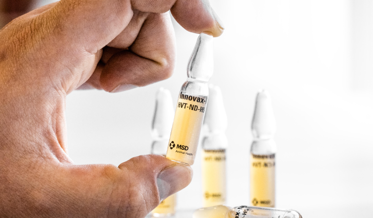 Prvi slučaj ptičje gripe kod ljudi u Meksiku – zaražena trogodišnja djevojčica