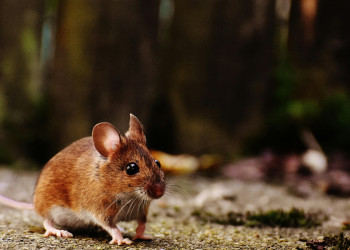 Štakor iz Kambodže srušio svjetski rekord: Našao više od 100 nagaznih mina