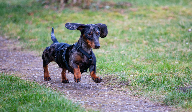 Patuljasta jazavčarka spašena nakon 529 dana, tražilo ju je 1000 volontera
