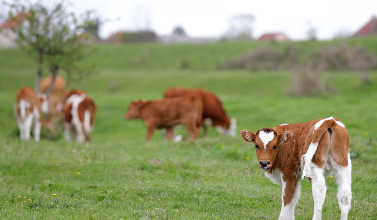 Farmer izgubio prsten, nakon četiri mjeseca pronađen u kravljem želucu