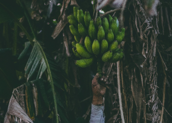 Klimatske promjene ‘ubijaju’ banane