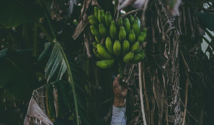 Klimatske promjene ‘ubijaju’ banane