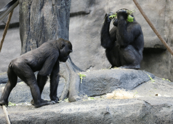 Čimpanze ljekovitim biljem liječe otvorene rane