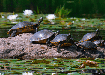 Kornjače iz Himalaje rođene u zatočeništvu prvi put u Europi