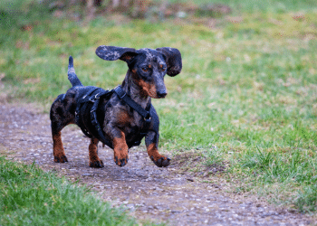 Kontroverze na prvoj njemačkoj utrci jazavčara: Finale se moralo dva puta ponoviti!