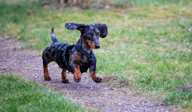 Kontroverze na prvoj njemačkoj utrci jazavčara: Finale se moralo dva puta ponoviti!