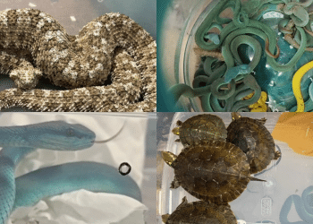 Indijac švercao otrovne zmije, uhićen na aerodromu