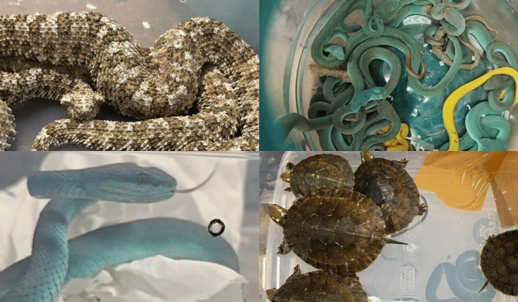 Indijac švercao otrovne zmije, uhićen na aerodromu